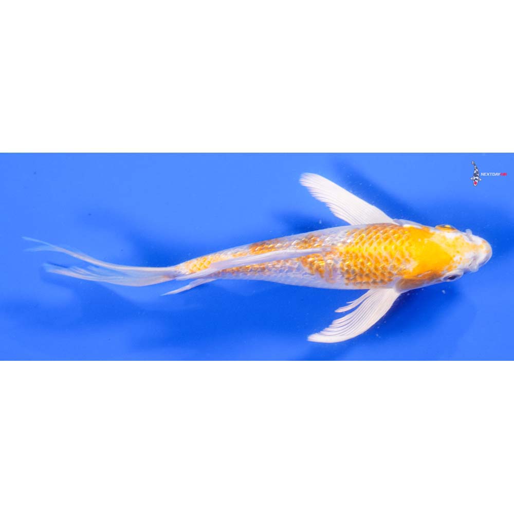 7” Imported Gin Rin Lemon Hariwake Butterfly Koi - Image 2