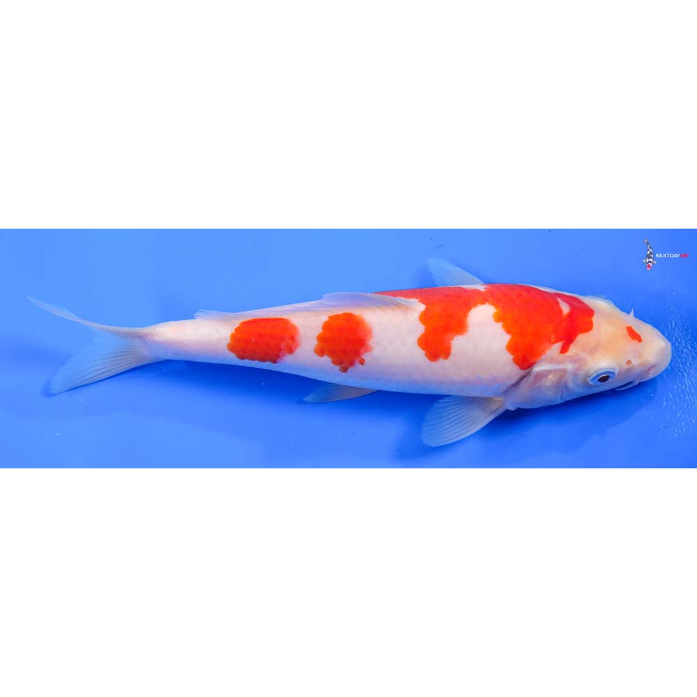 8.5” Imported Kohaku - Image 2