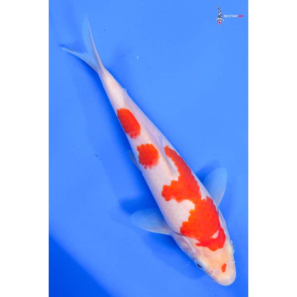 8.5” Imported Kohaku - Image 3