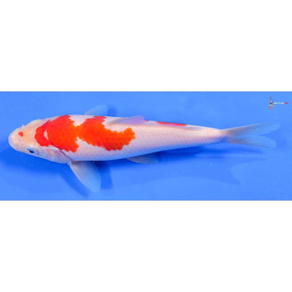 8.5” Imported Kohaku - Image 4