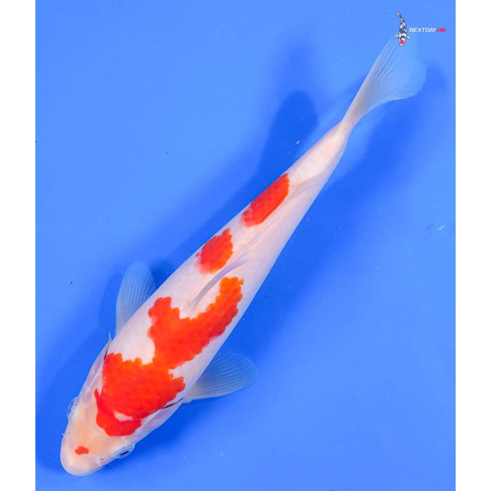 8.5” Imported Kohaku - Image 5