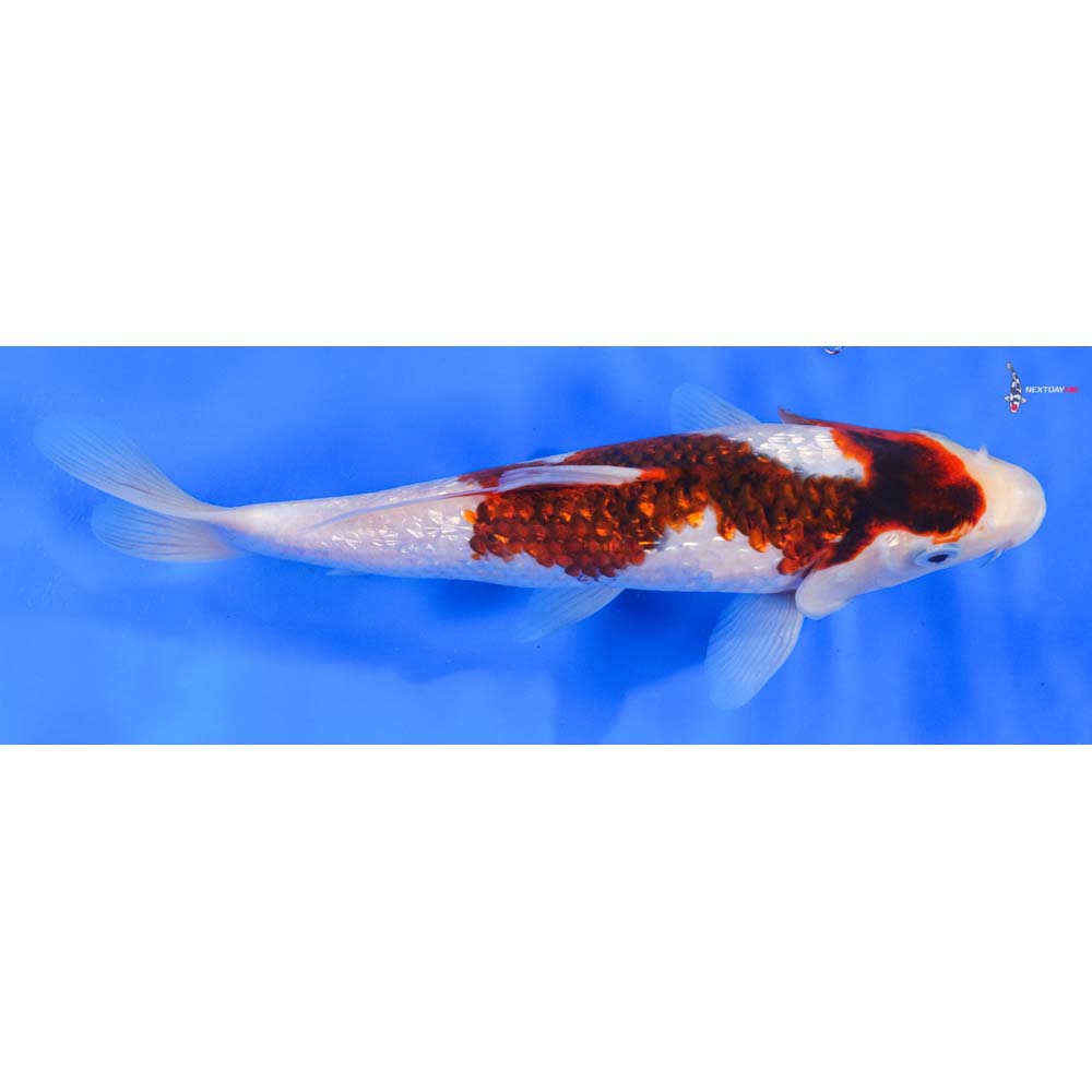 8.5” Imported Gin Rin Goromo - Image 2