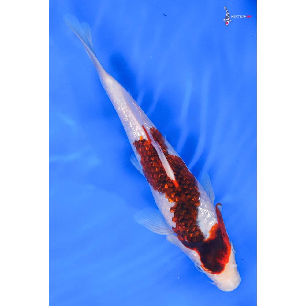 8.5” Imported Gin Rin Goromo - Image 3