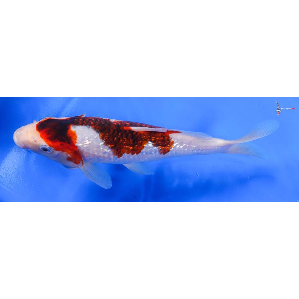 8.5” Imported Gin Rin Goromo - Image 4