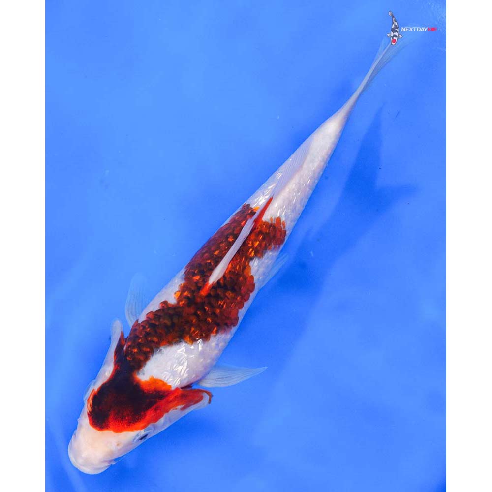 8.5” Imported Gin Rin Goromo - Image 5