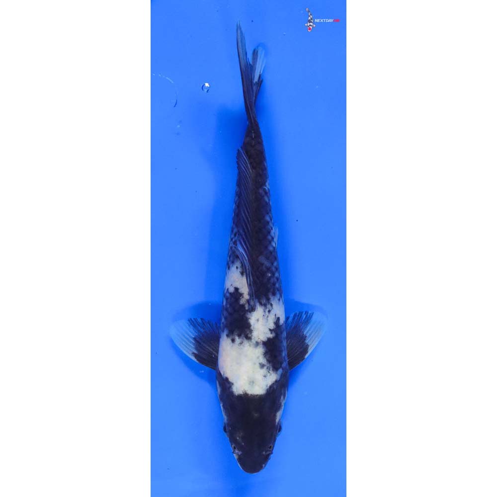 8” Imported Shiro Utsuri