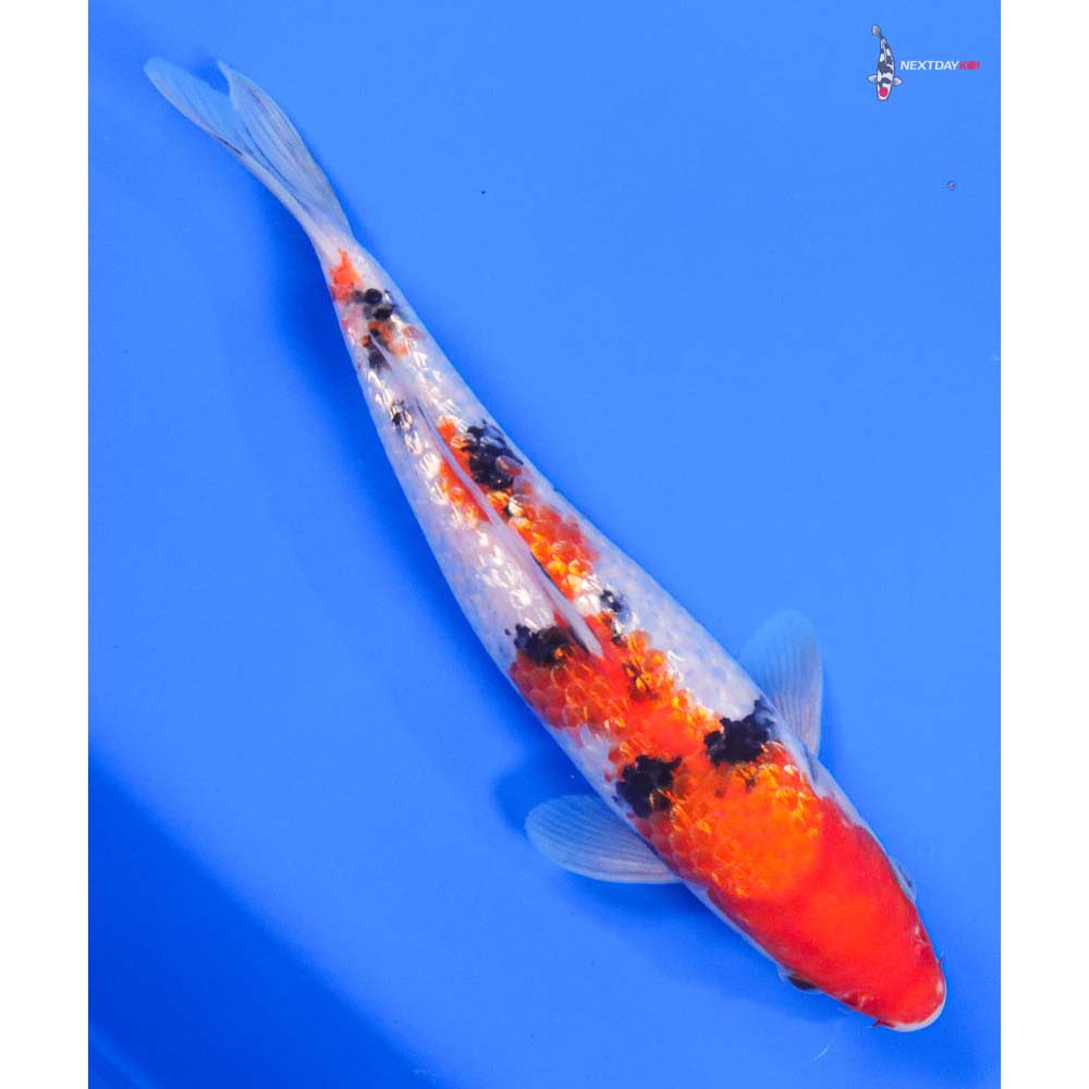 9” Imported Gin Rin Sanke - Image 3