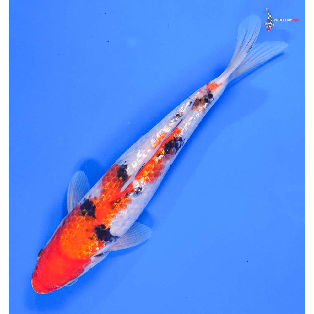 9” Imported Gin Rin Sanke - Image 5