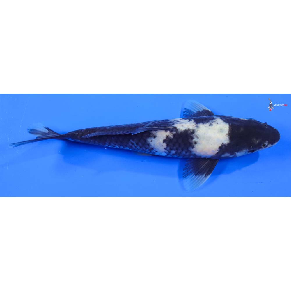 8” Imported Shiro Utsuri - Image 2