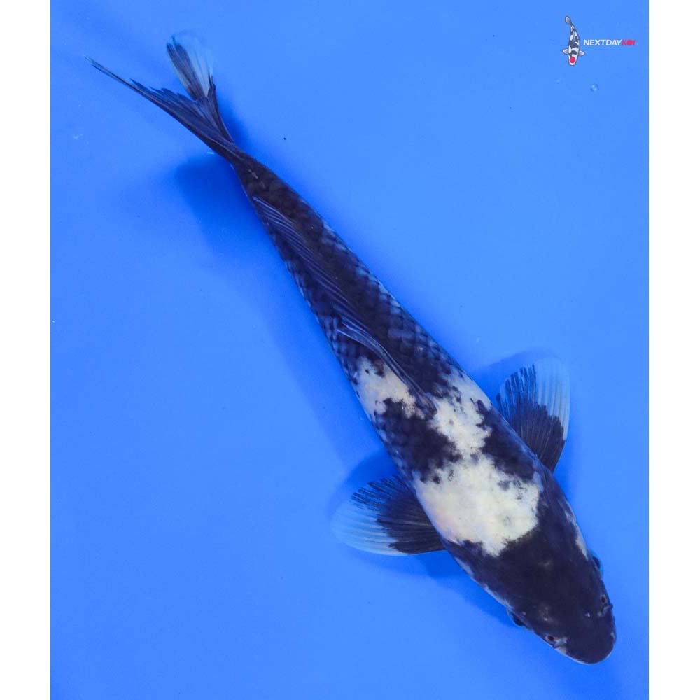 8” Imported Shiro Utsuri - Image 3