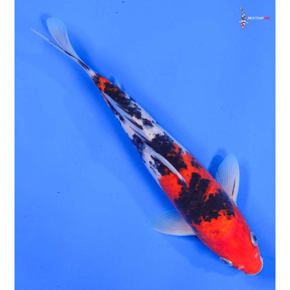 9” Imported Sanke - Image 3