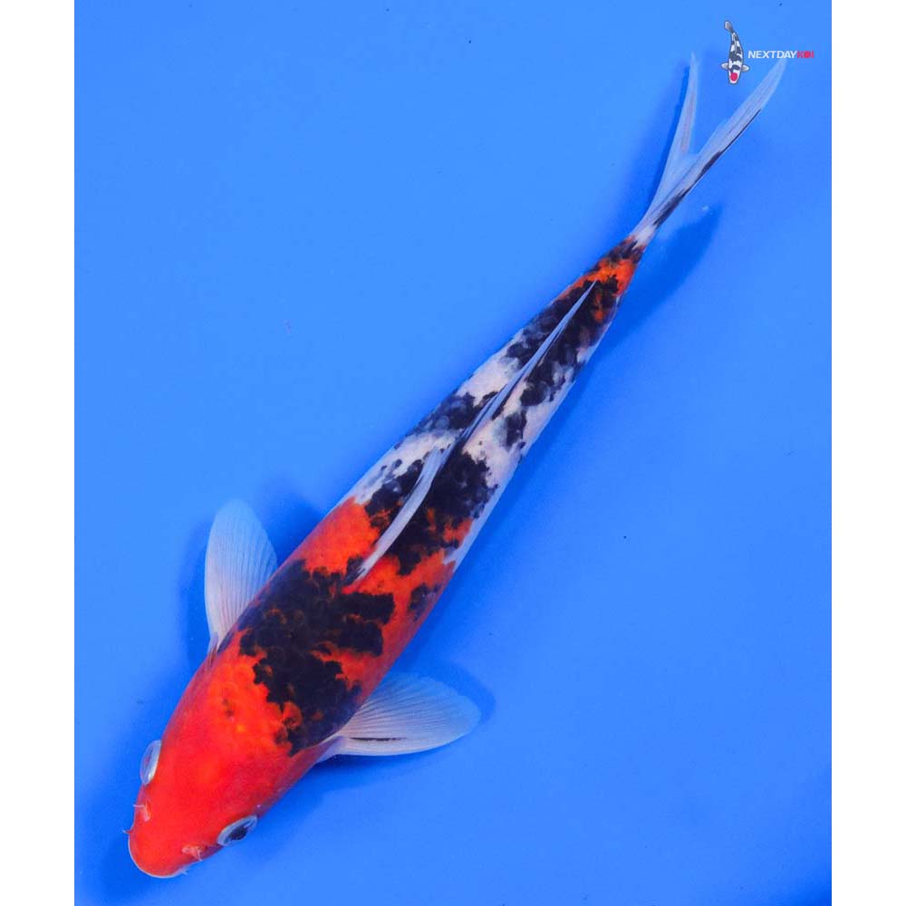 9” Imported Sanke - Image 5