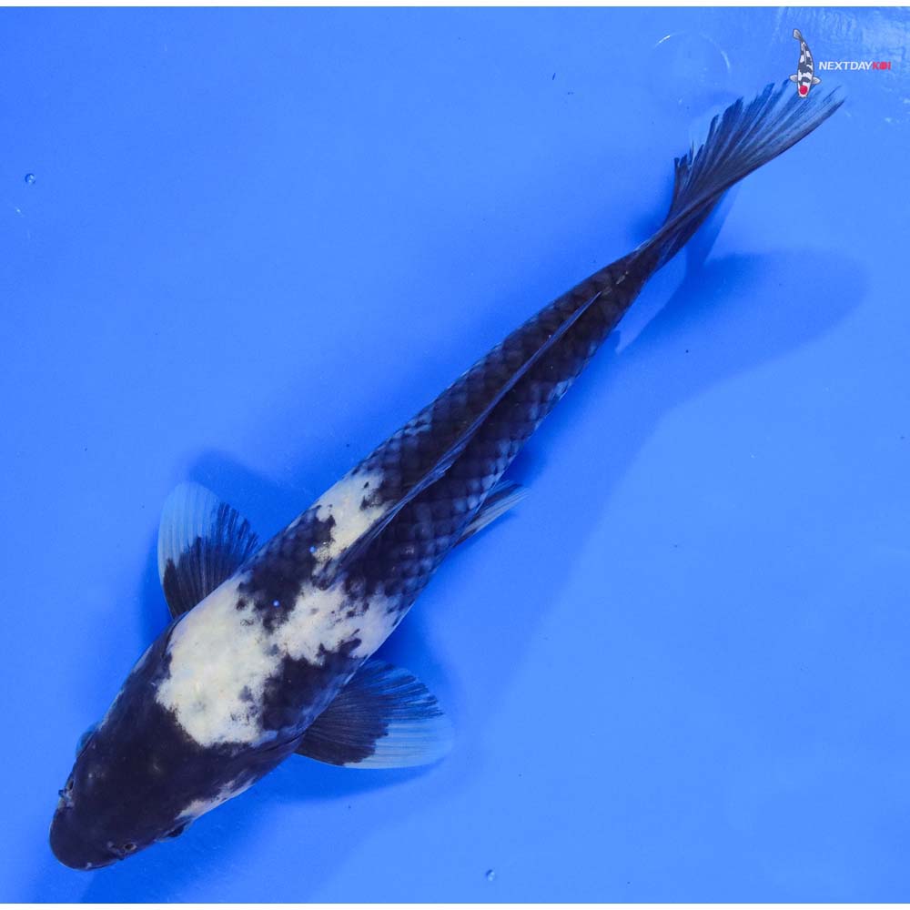 8” Imported Shiro Utsuri - Image 5