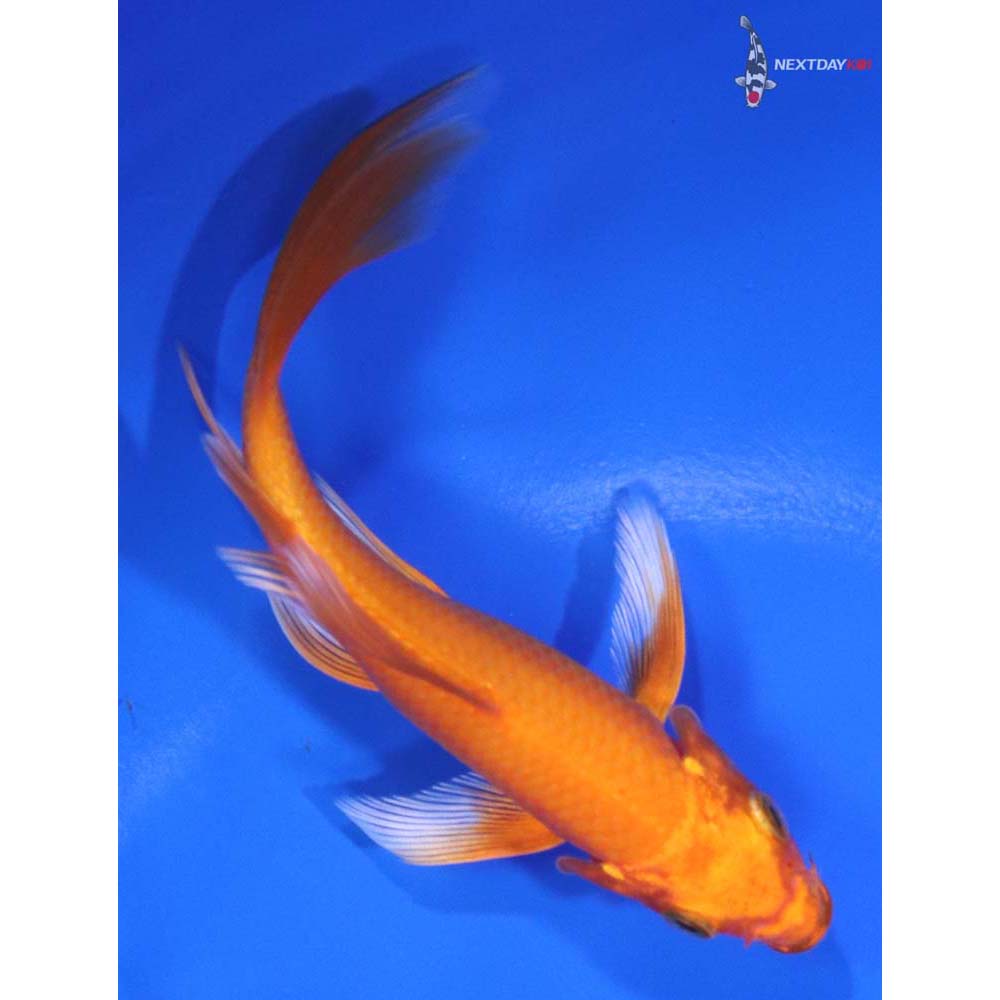 4.5" Imported Orenji Ogon Butterfly Koi