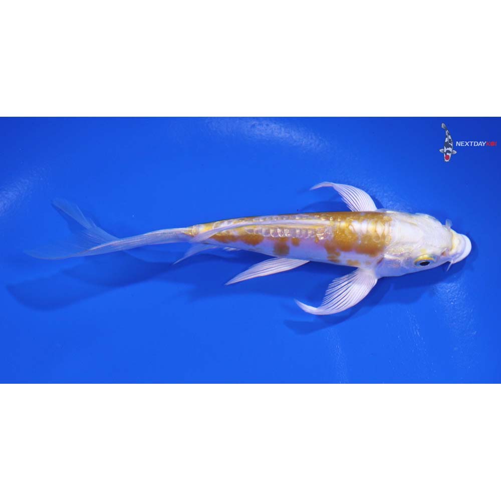 5" Imported Doitsu Lemon Hariwake Butterfly Koi - Image 2
