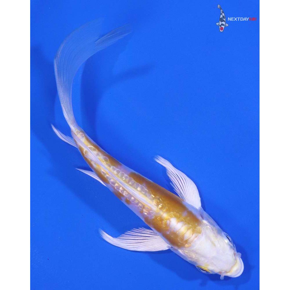 5" Imported Doitsu Lemon Hariwake Butterfly Koi - Image 3