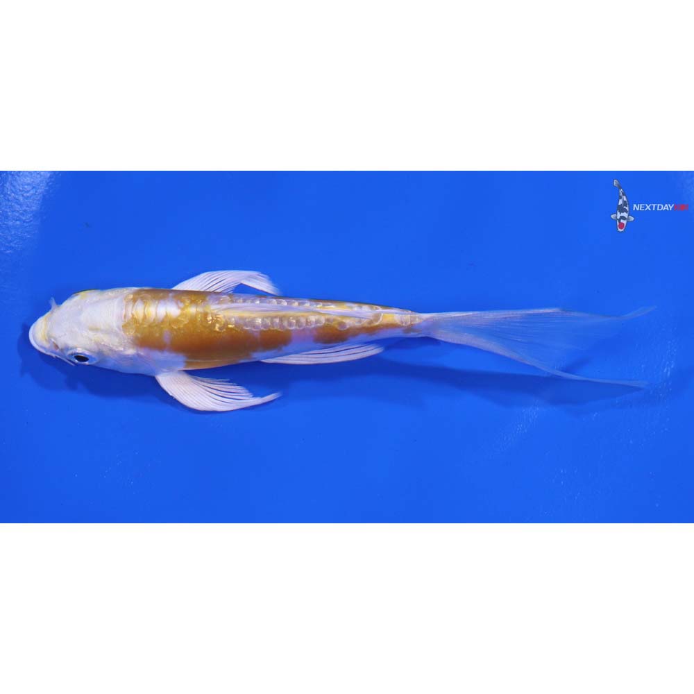 5" Imported Doitsu Lemon Hariwake Butterfly Koi - Image 4
