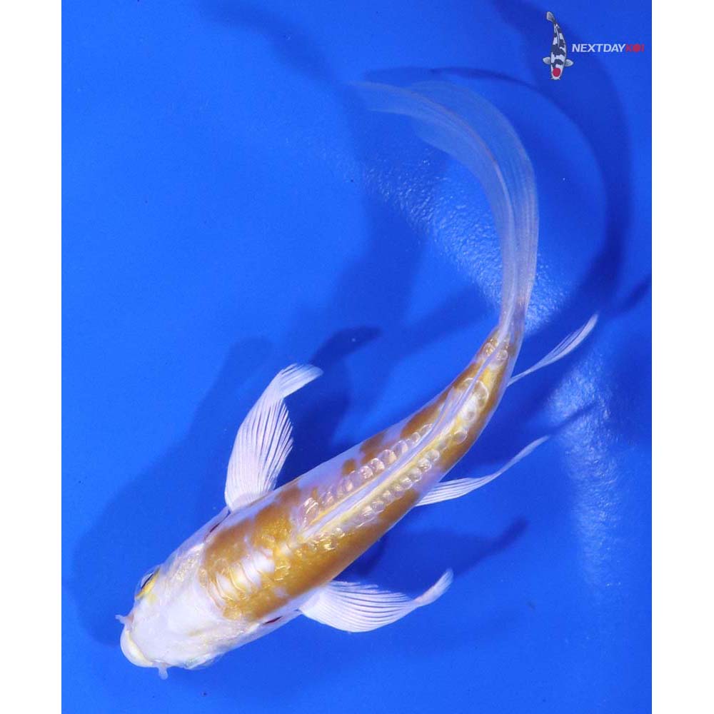 5" Imported Doitsu Lemon Hariwake Butterfly Koi - Image 5