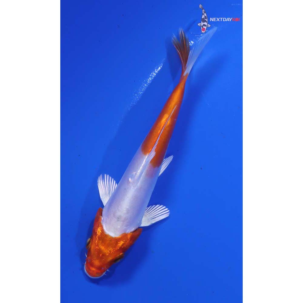 4” Imported Kikusui - Image 3