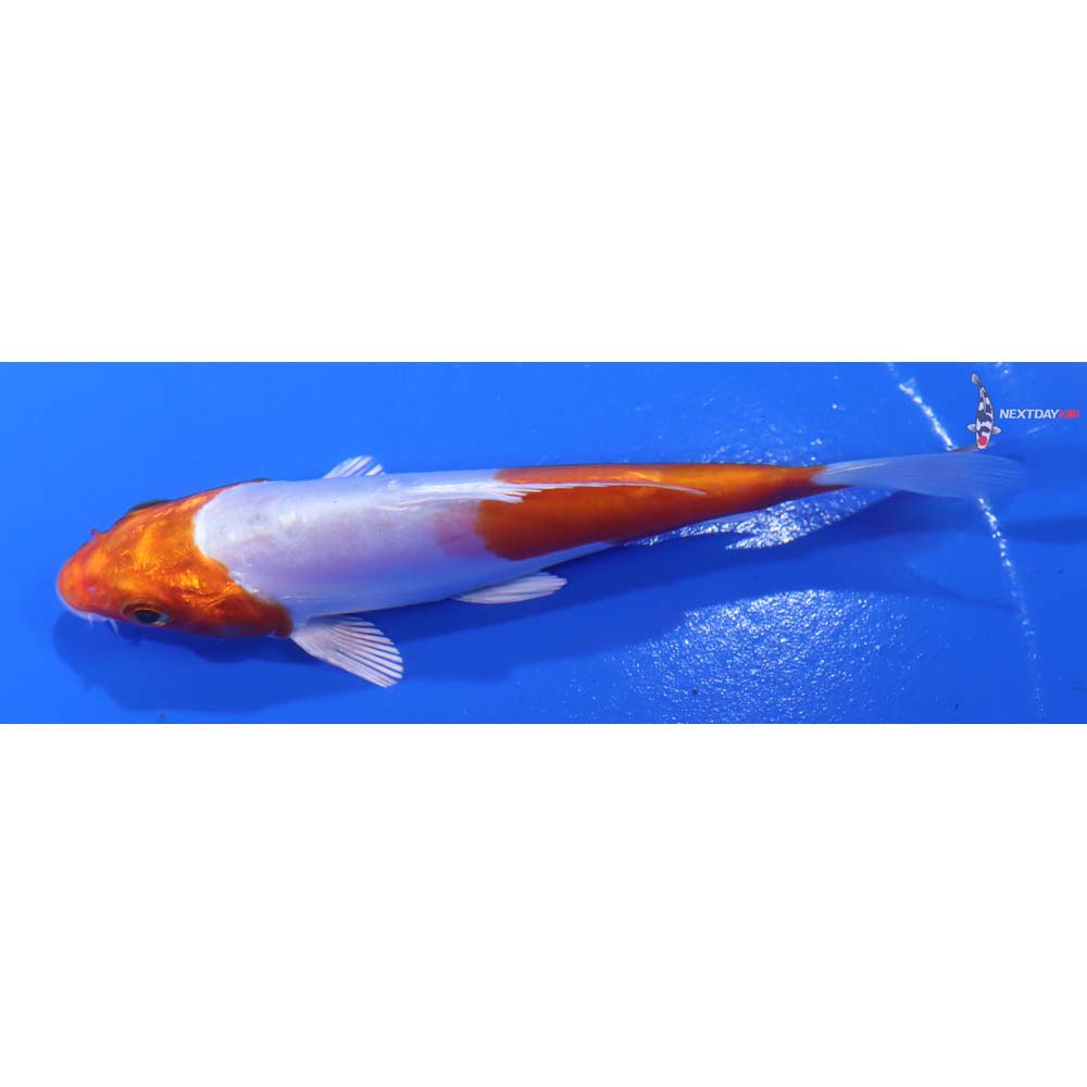 4” Imported Kikusui - Image 4