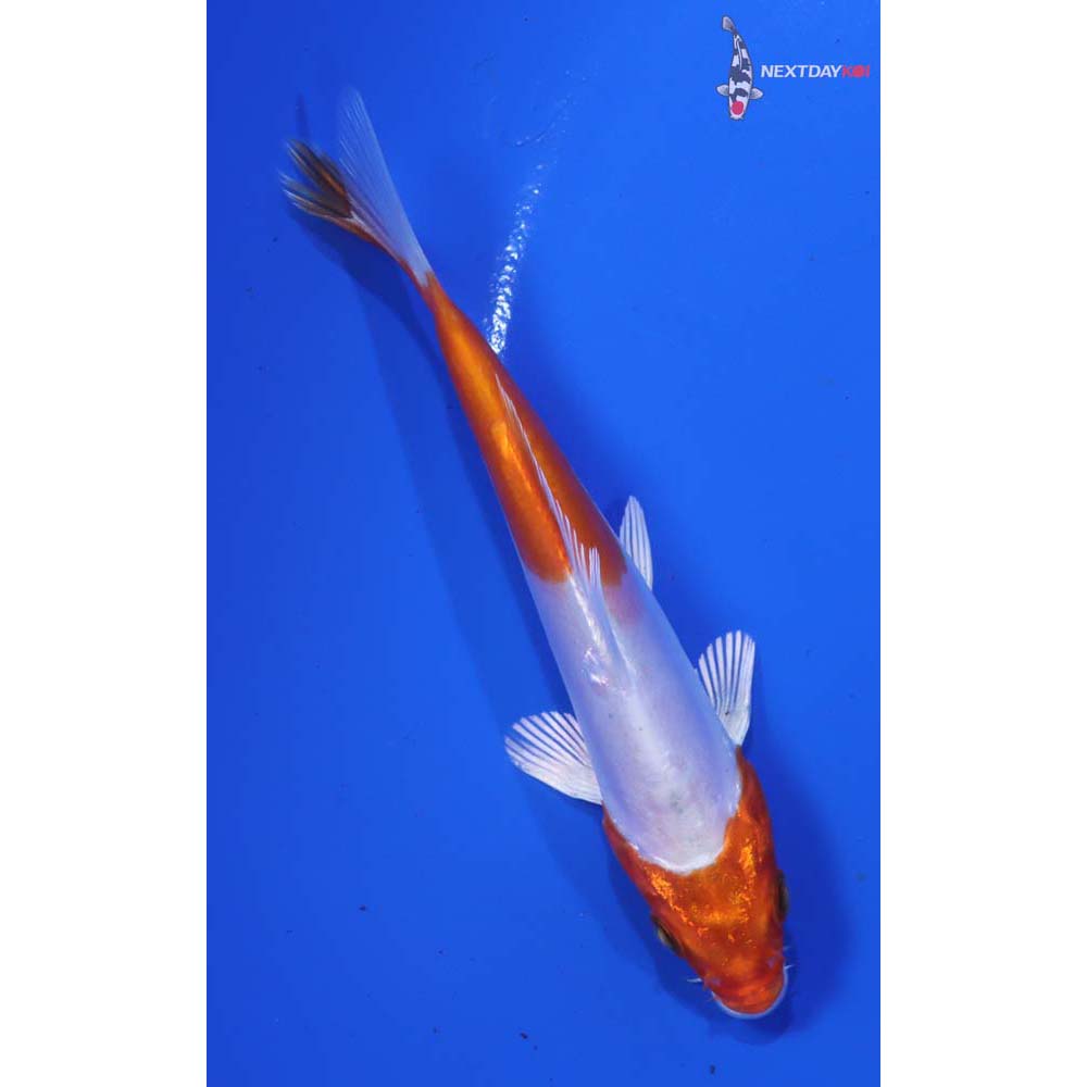 4” Imported Kikusui - Image 5