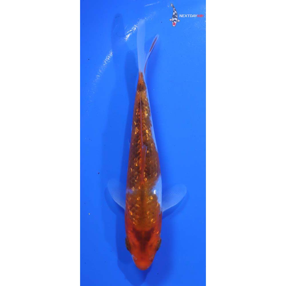 4.5” Imported Gin Rin Goromo