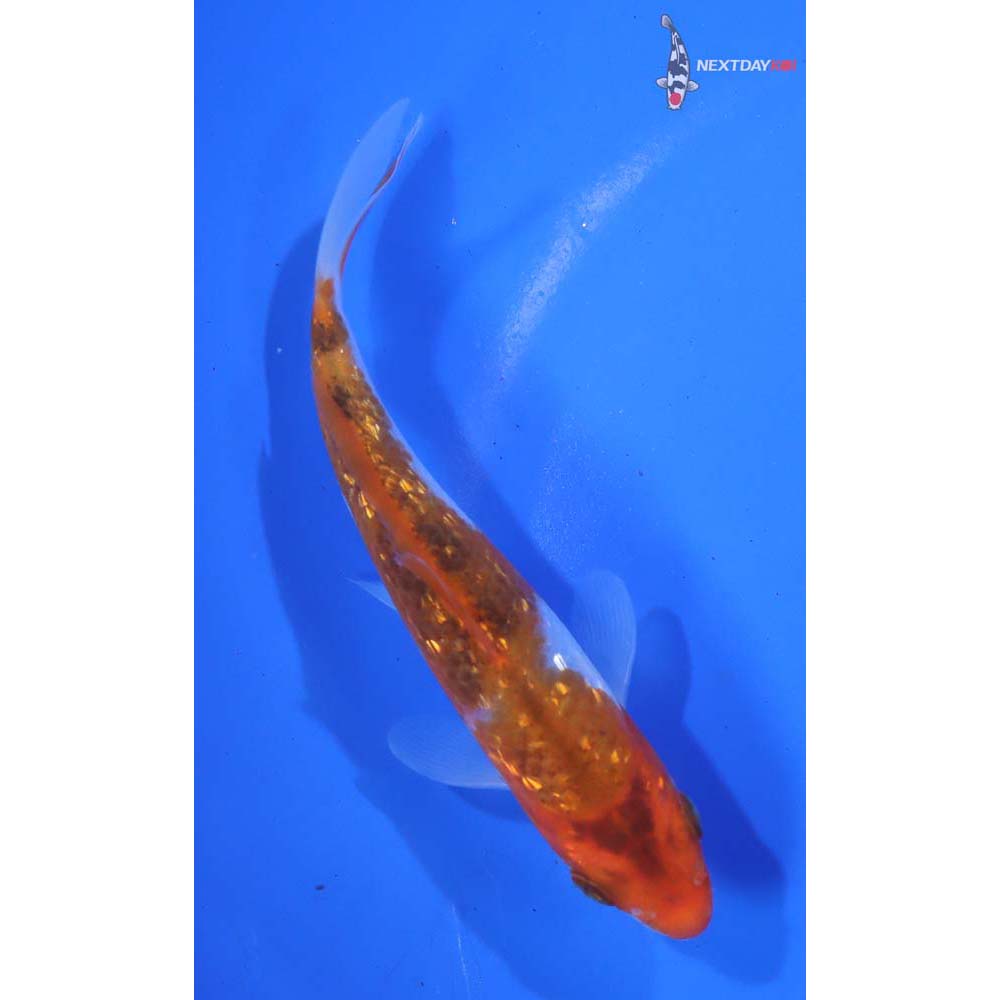 4.5” Imported Gin Rin Goromo - Image 3