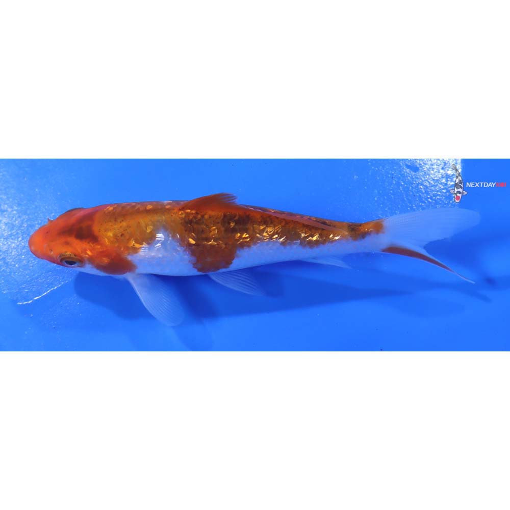 4.5” Imported Gin Rin Goromo - Image 4