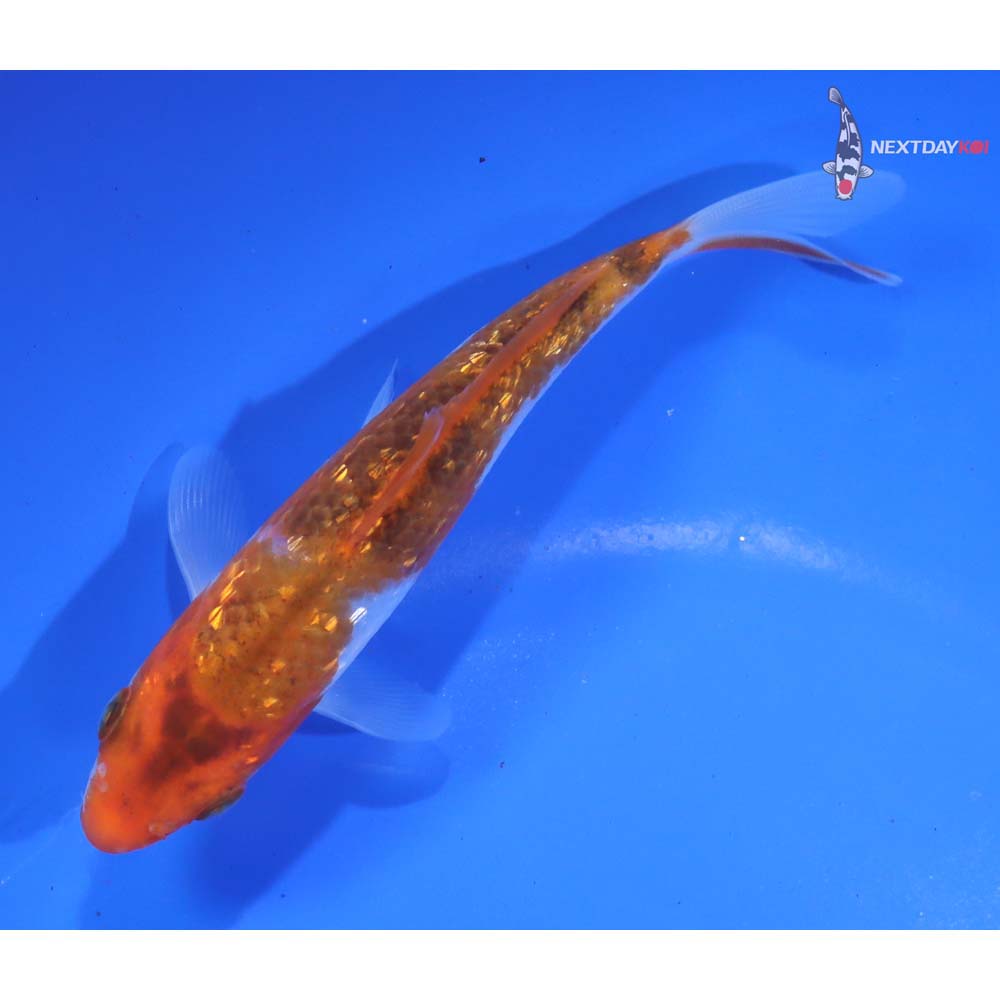 4.5” Imported Gin Rin Goromo - Image 5