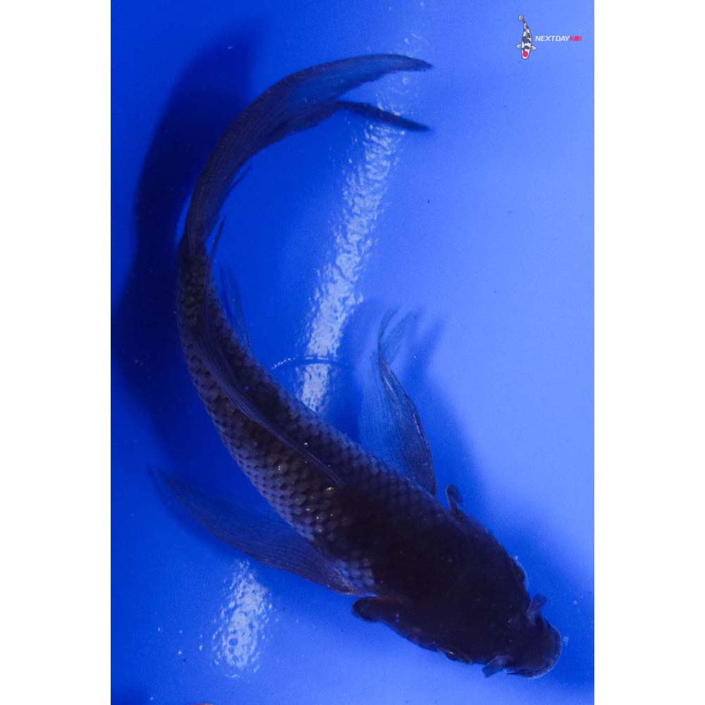 5.5” Imported Ochiba Shigure Butterfly Koi