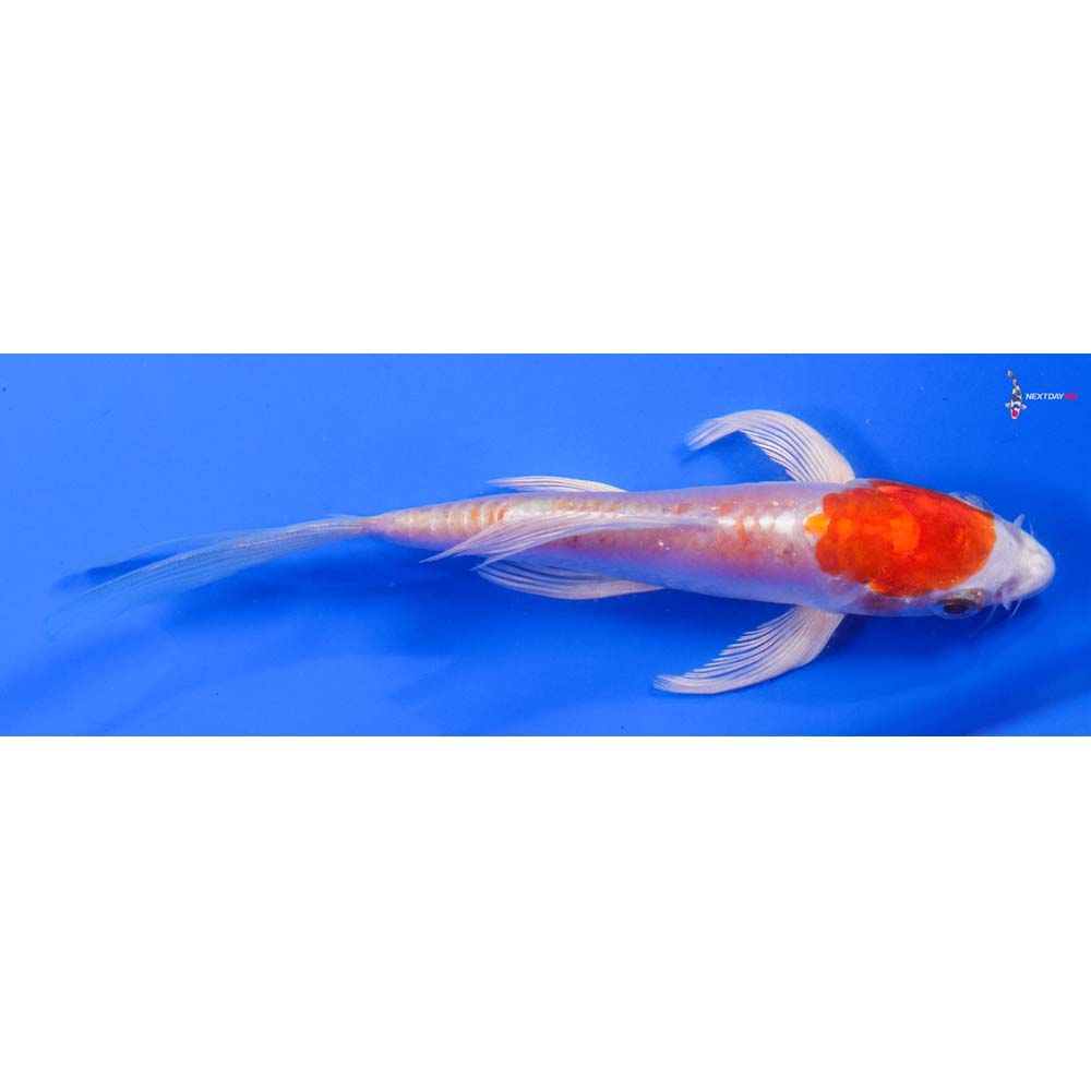 5.5” Imported Kikusui Butterfly Koi - Image 2