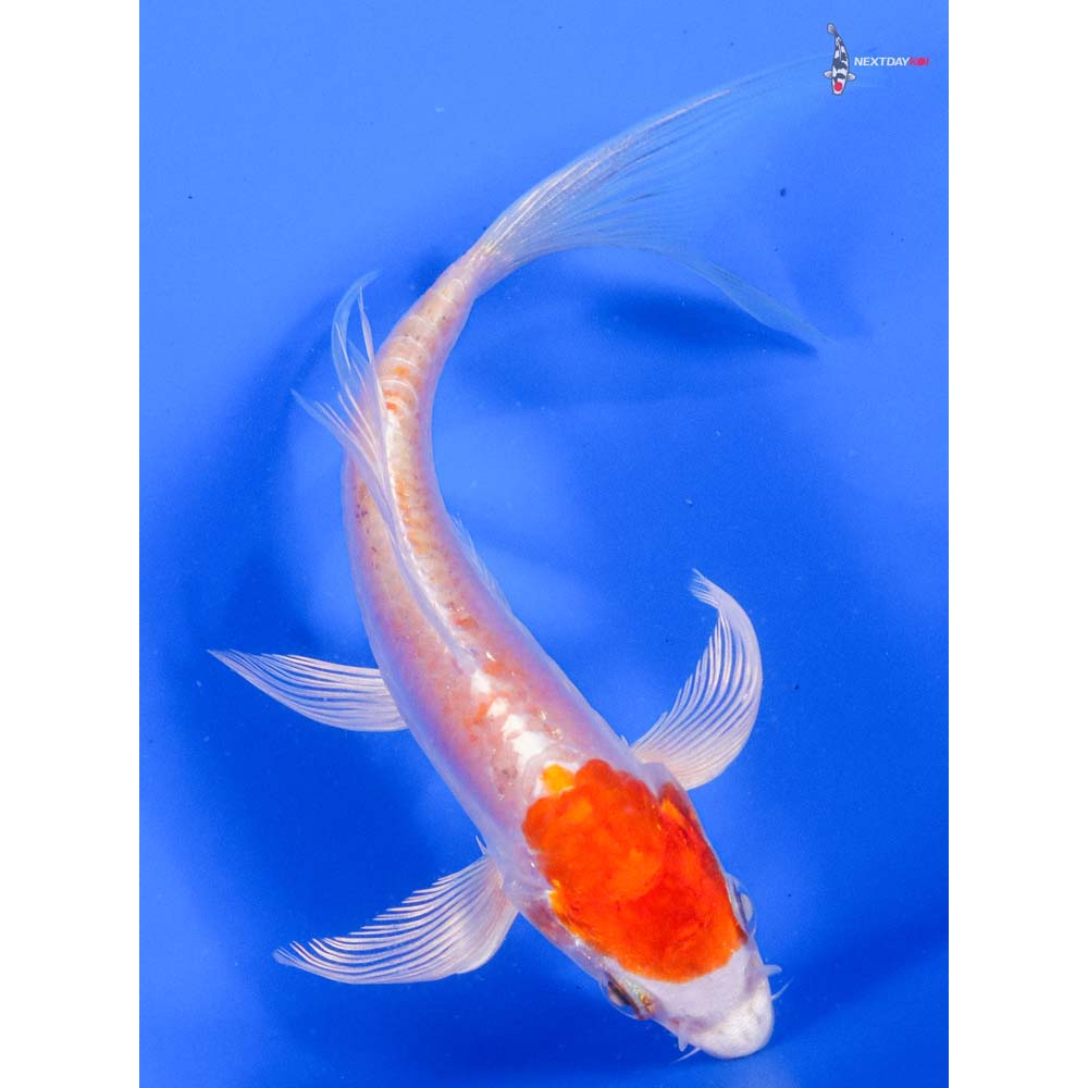 5.5” Imported Kikusui Butterfly Koi - Image 3