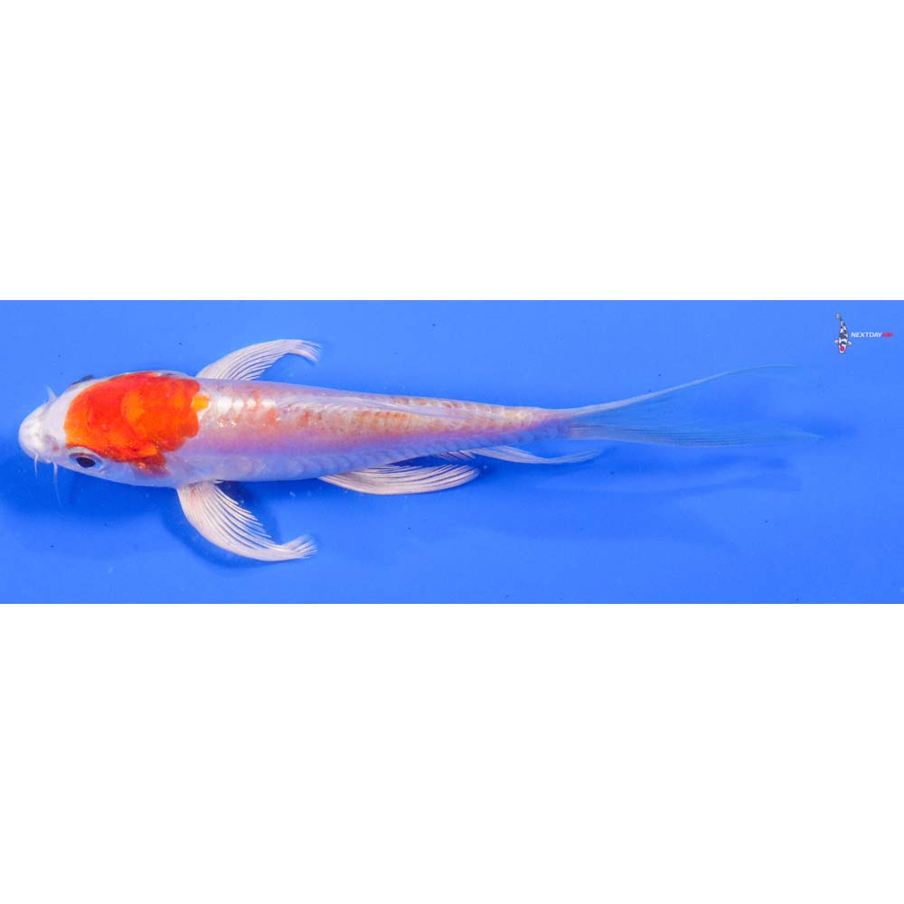 5.5” Imported Kikusui Butterfly Koi - Image 4