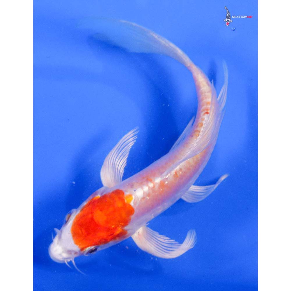 5.5” Imported Kikusui Butterfly Koi - Image 5