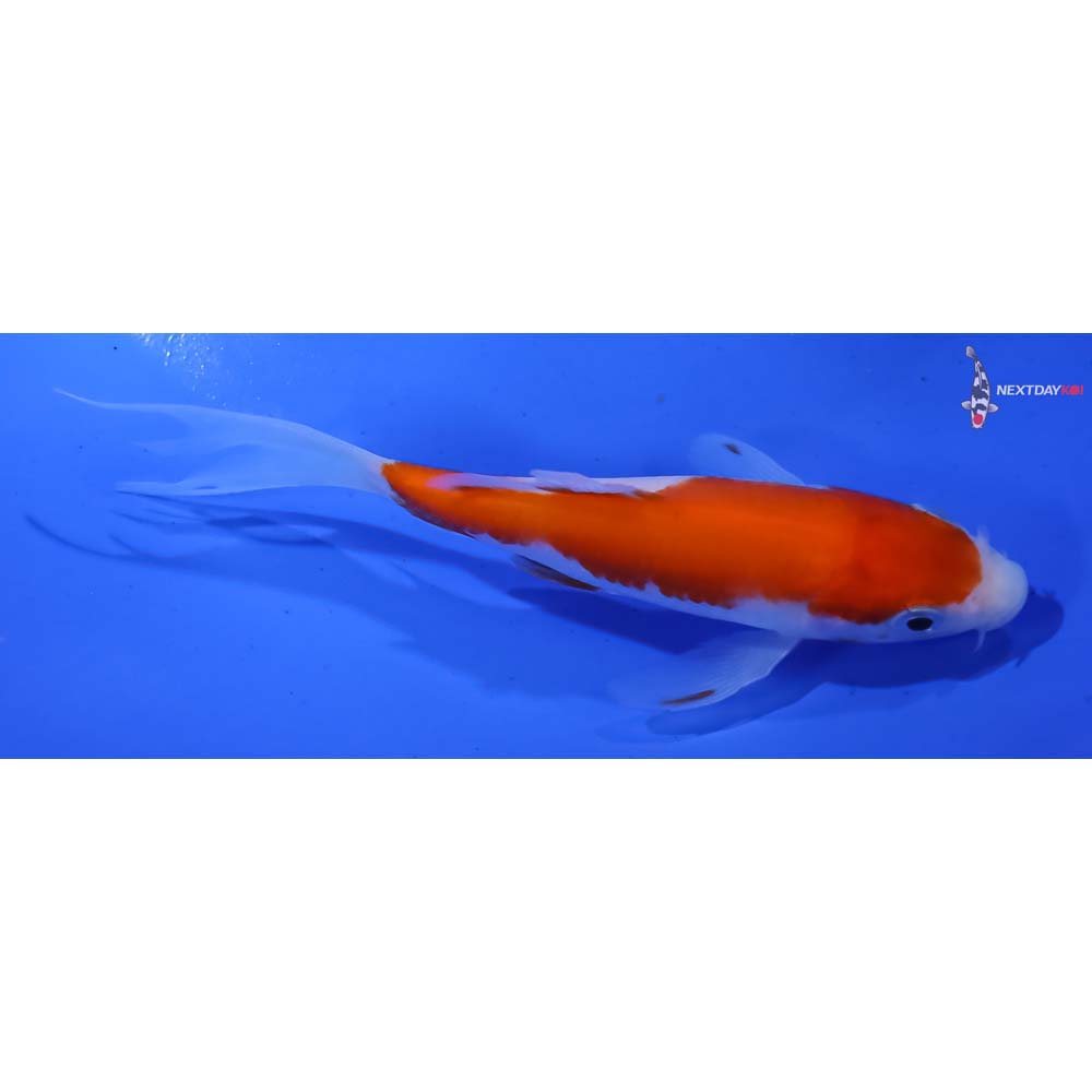 4.5” Imported Kohaku Butterfly Koi - Image 2