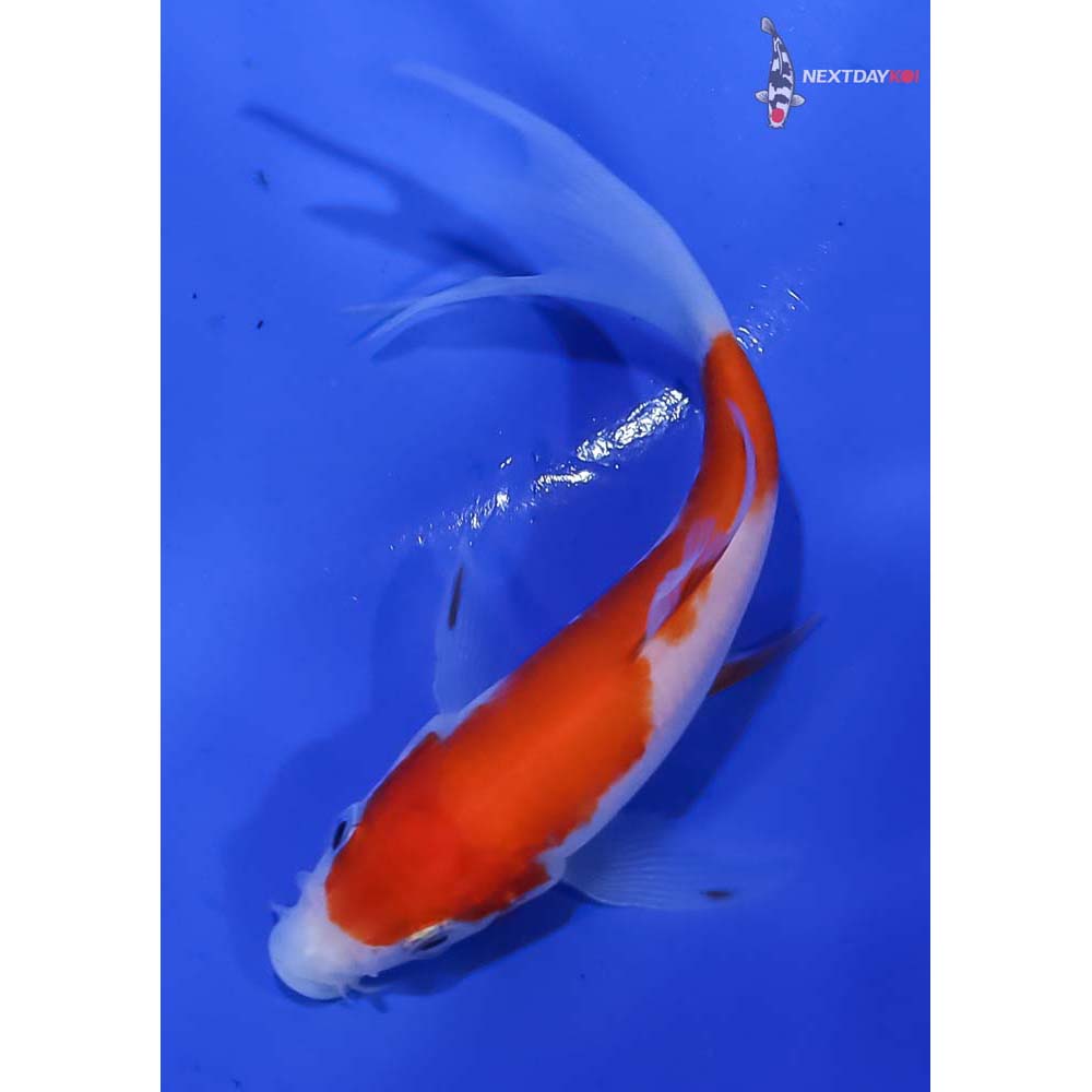 4.5” Imported Kohaku Butterfly Koi - Image 3