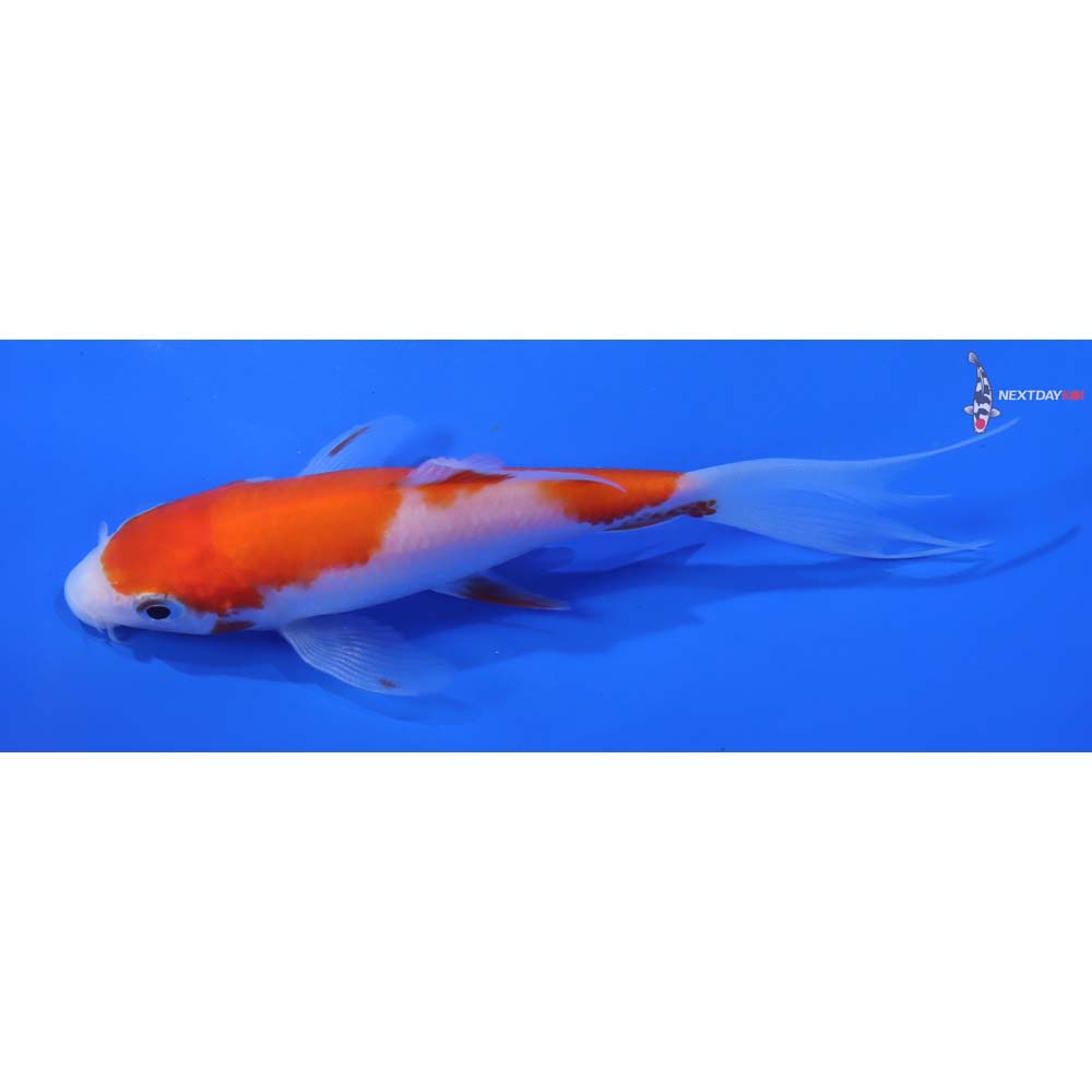 4.5” Imported Kohaku Butterfly Koi - Image 4