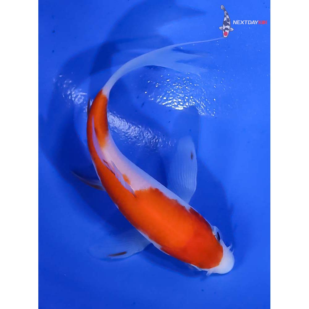 4.5” Imported Kohaku Butterfly Koi - Image 5