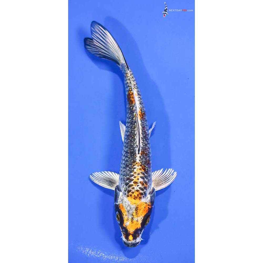 6” Imported Gin Rin Kujaku