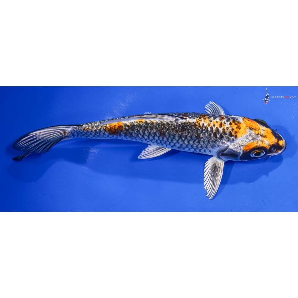 6” Imported Gin Rin Kujaku - Image 2