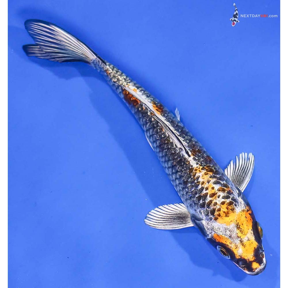 6” Imported Gin Rin Kujaku - Image 3