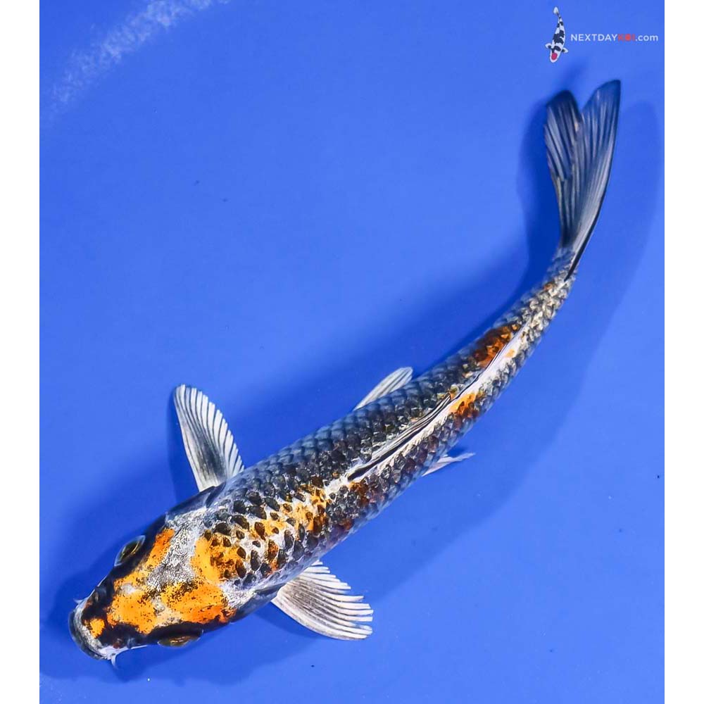 6” Imported Gin Rin Kujaku - Image 5