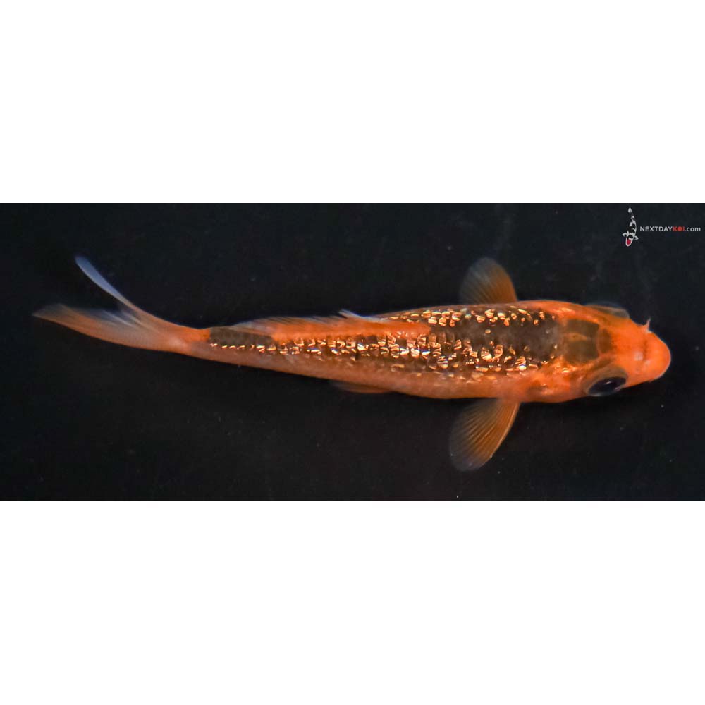 3” Imported Gin Rin Hi Asagi - Image 2