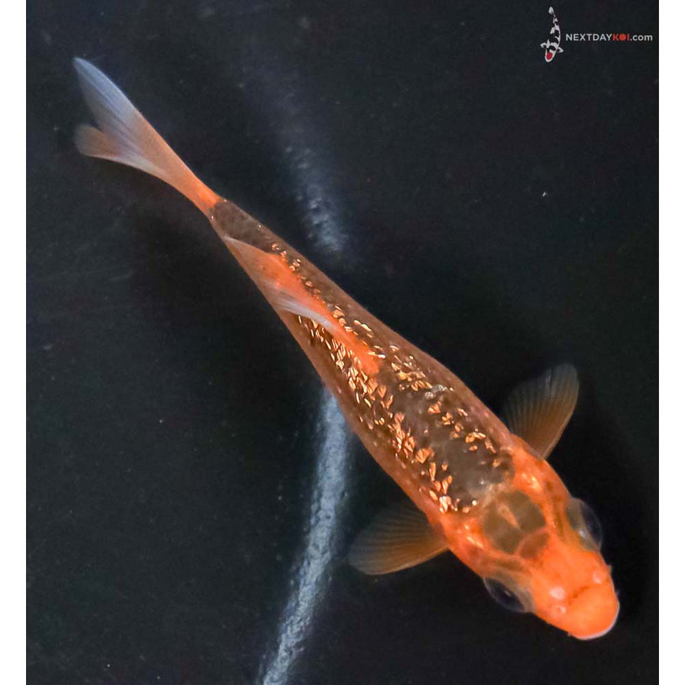 3” Imported Gin Rin Hi Asagi - Image 3