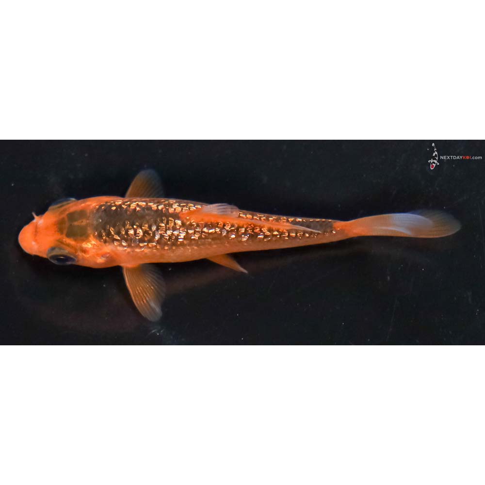 3” Imported Gin Rin Hi Asagi - Image 4