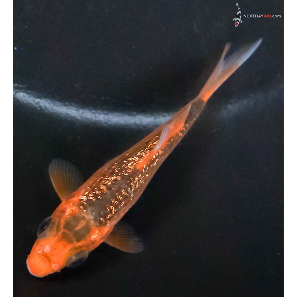 3” Imported Gin Rin Hi Asagi - Image 5