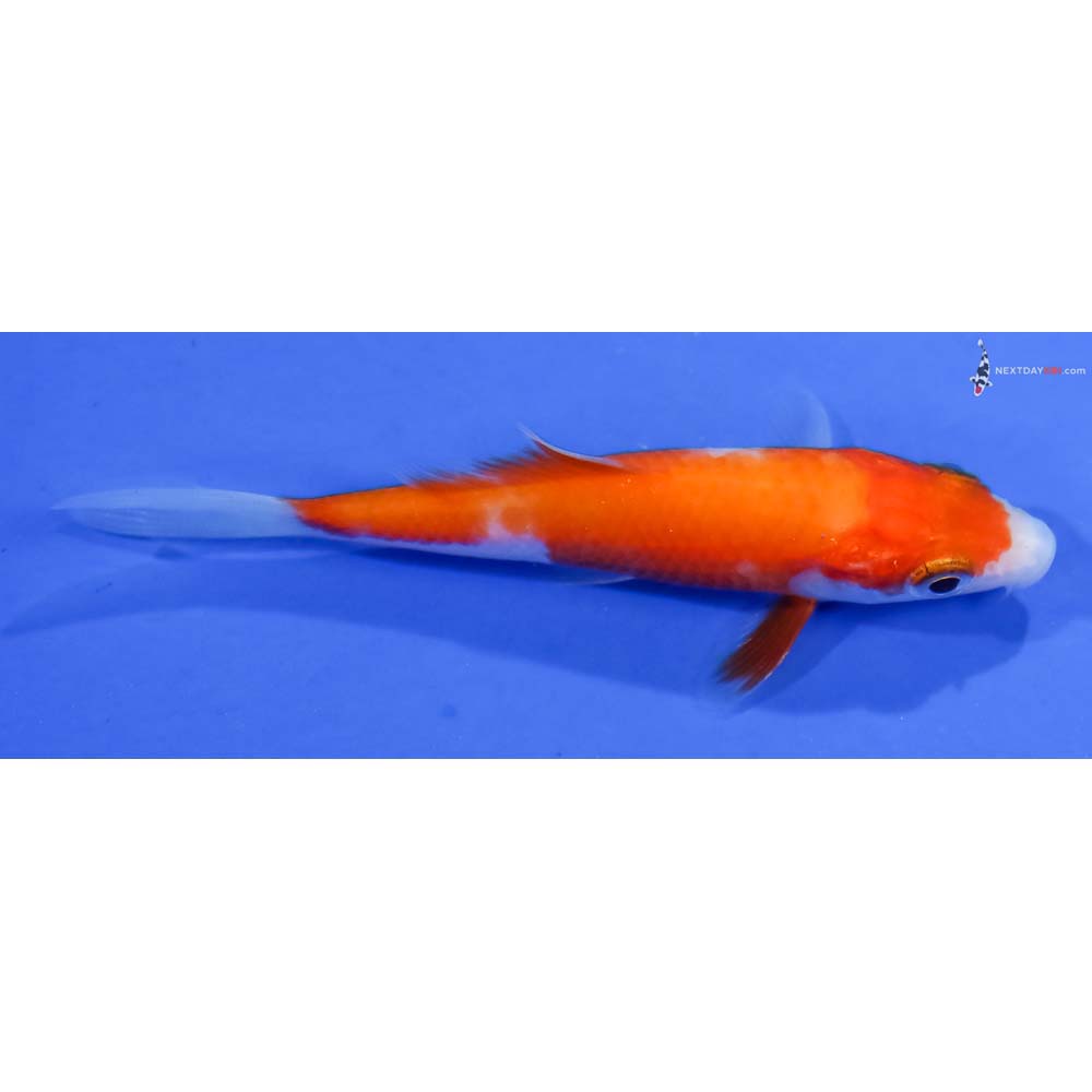 3.5” Imported Kohaku - Image 2