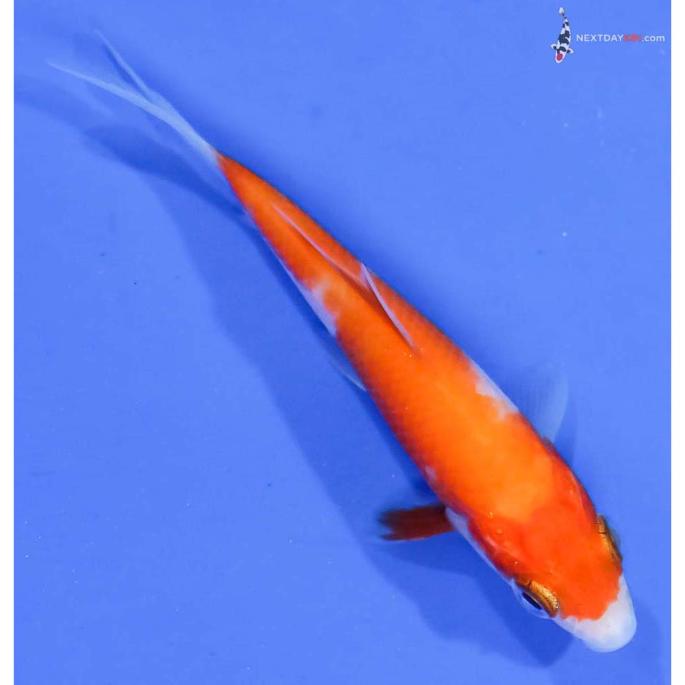 3.5” Imported Kohaku - Image 3