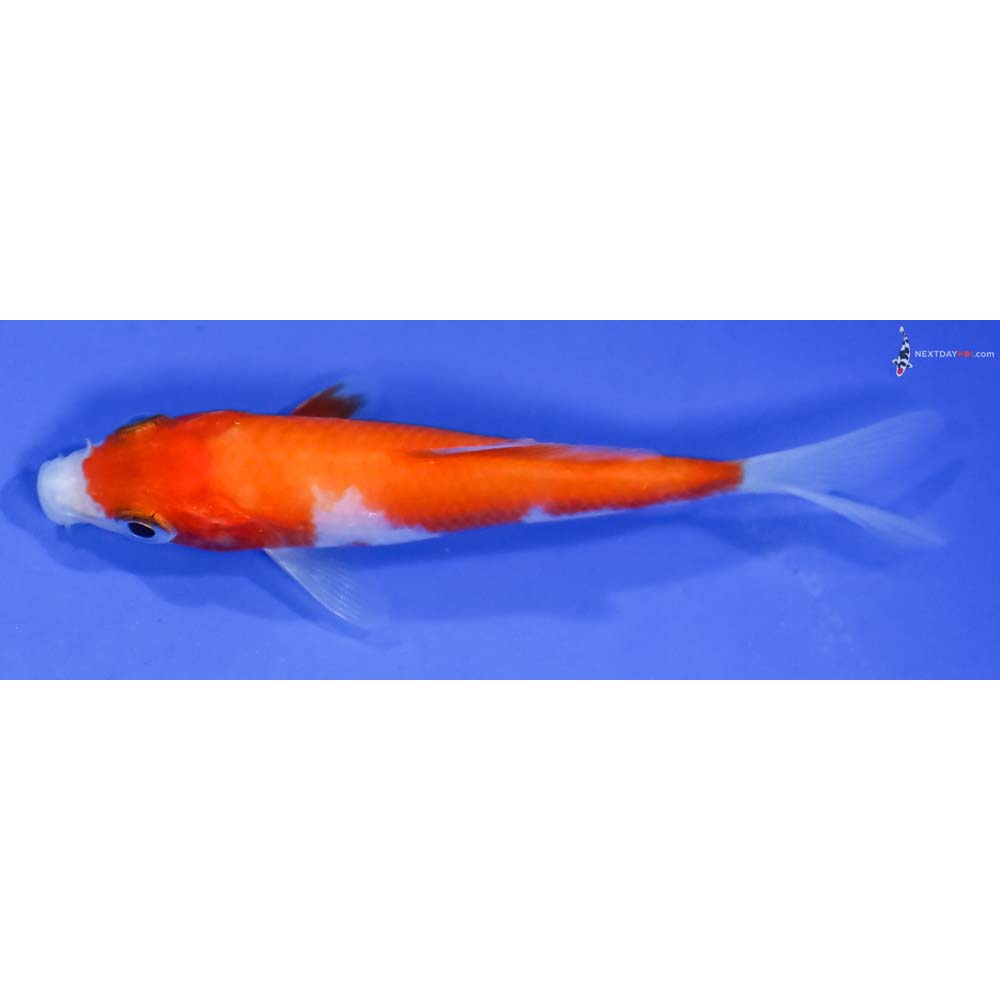 3.5” Imported Kohaku - Image 4