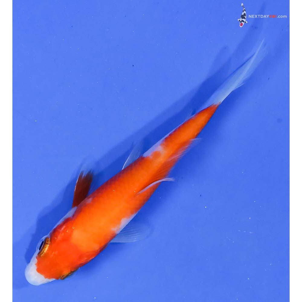 3.5” Imported Kohaku - Image 5